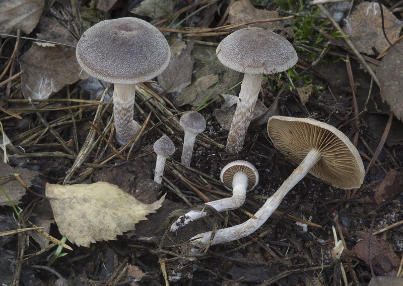 Cortinarius hemitrichus